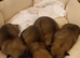 Belusky puppies