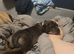 Stunning mearle mastiff mix female puppy
