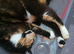 A lovely tortoiseshell cat
