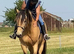 Warmblood for 3 day loan
