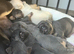 French Bulldog Pups
