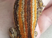 Stunning Bacon Super Stripe Gargoyle Gecko