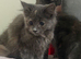 Blue tortie sepia ragdoll kittens females teady now