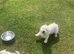 West highland terrier