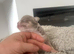 Chihuahua pups