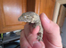 Baby leachianus gecko