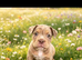Olde English Bulldog puppies