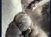 3 Beautiful blue staffie puppies for sale x1boy x2 girls