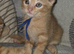 Ginger kittens