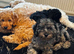F1B cockapoo 2 female left ready to leave