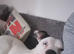 Amercian bulldog 10months old
