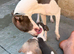 Beautiful whippet puppies