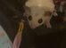 Sugar glider pair.