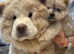 Chow chow