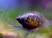 Cheap Bladder Snails x35, for 10 GBP, plus Extras