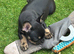 5 beautiful chunky puppies for sale excellent pedigree