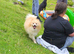 Pomeranian puppies