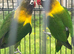 2 female Black masked lovebirds