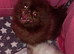 Two beautiful Sable chocolate Pomeranian boys