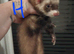 Hobs half micro.26 weeks old