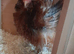 3 millefleur Pekin bantam chickens