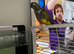 Conure Parrot