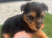 Georgous 9 week old miniature Yorkshire terrier