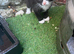 Kittens are 6 weeks old and eat on their own, they no longer need milk from their mother.