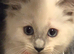 Ragdoll kittens