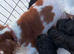 Cavalier King Charles pups for sale