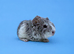 Baby guinea pigs