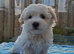 Maltese puppy