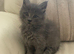 Adorable Grey Mainecoon/Ragdoll Boy