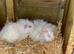 BABY MALE GUINEA PIGS