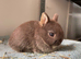 Netherland Dwarf purebred baby Rabbits