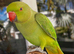 Semi tame baby green ringneck
