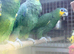 Blue fronted amazon