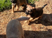 Border terrier puppies