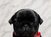 Pug puppies