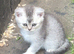 Pure Scottish fold & Scottish straight