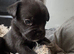 Labrador cross frugs