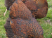 Chickens (POL)