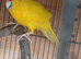 Aviary kakariki