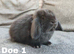 Beautiful mini lops to reserve