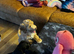 Price reduced DNA tested healthy 2 Sproodle Puppies Left
