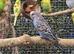 BEAUTIFUL BUDGIES AVAILABLE NOW!