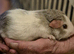 5  cute baby boy guinea pigs