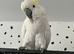 Eleanora Cockatoo