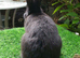 PURE BRED Continental Giant kits - Vaccinated - RESERVE