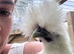 Male white silkie - 7 weeks old